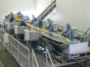 sweet corn line cutter feeding belt