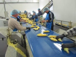 sweet corn line cutters