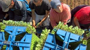 fmax transplanter (4)