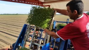 futura automated transplanter (3)