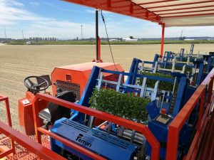 futura automated transplanter
