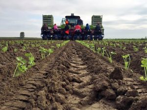 multipla transplanter (2)
