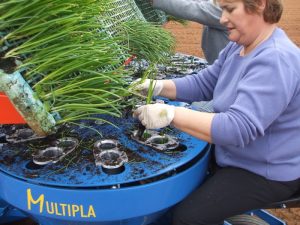 multipla transplanter (3)