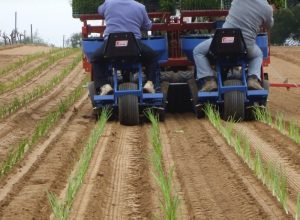 multipla transplanter (6)