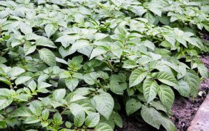 newtec produce potatoes 1