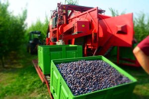prune harvester felix z