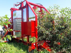 sour cherry harvest 2