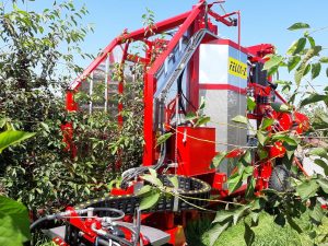 sour cherry harvest 3
