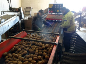 170420 pgs seed potato cutter 16