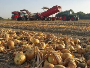 field loader 240 nl onions 1